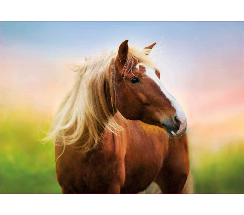 PUZZLE EDUCA - CAVALLO ALL'ALBA 500 PZ