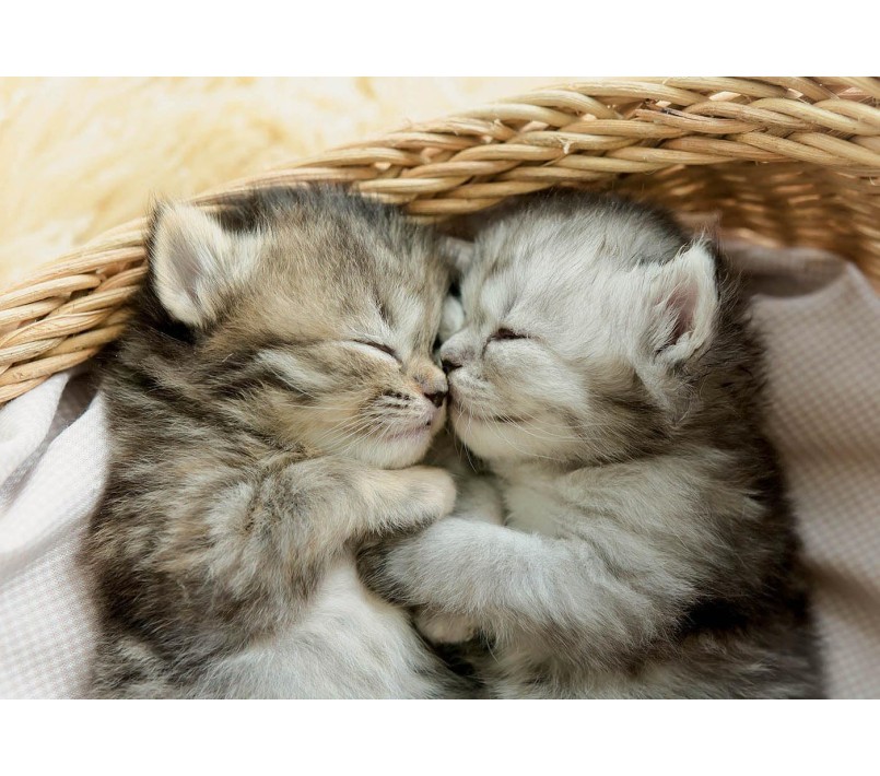 PUZZLE EDUCA - DOLCI GATTINI 500 PZ