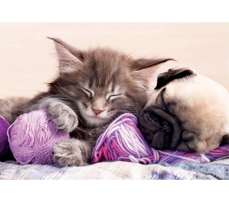 PUZZLE EDUCA - GATTINO E CAGNOLINO DREAMING COMPANIONS 500 PZ