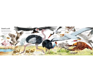 IL GRANDE LIBRO DEGLI ANIMALI