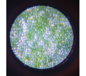 MICROSCOPIO INGRANDITORE PORTATILE