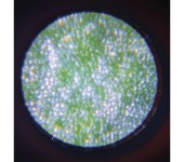 MICROSCOPIO INGRANDITORE PORTATILE