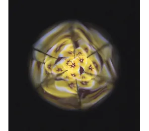 CALEIDOSCOPIO DEI FIORI