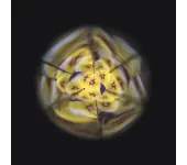 CALEIDOSCOPIO DEI FIORI