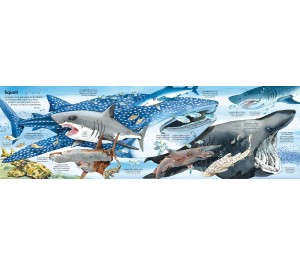 IL GRANDE LIBRO DEGLI ANIMALI MARINI