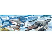 IL GRANDE LIBRO DEGLI ANIMALI MARINI